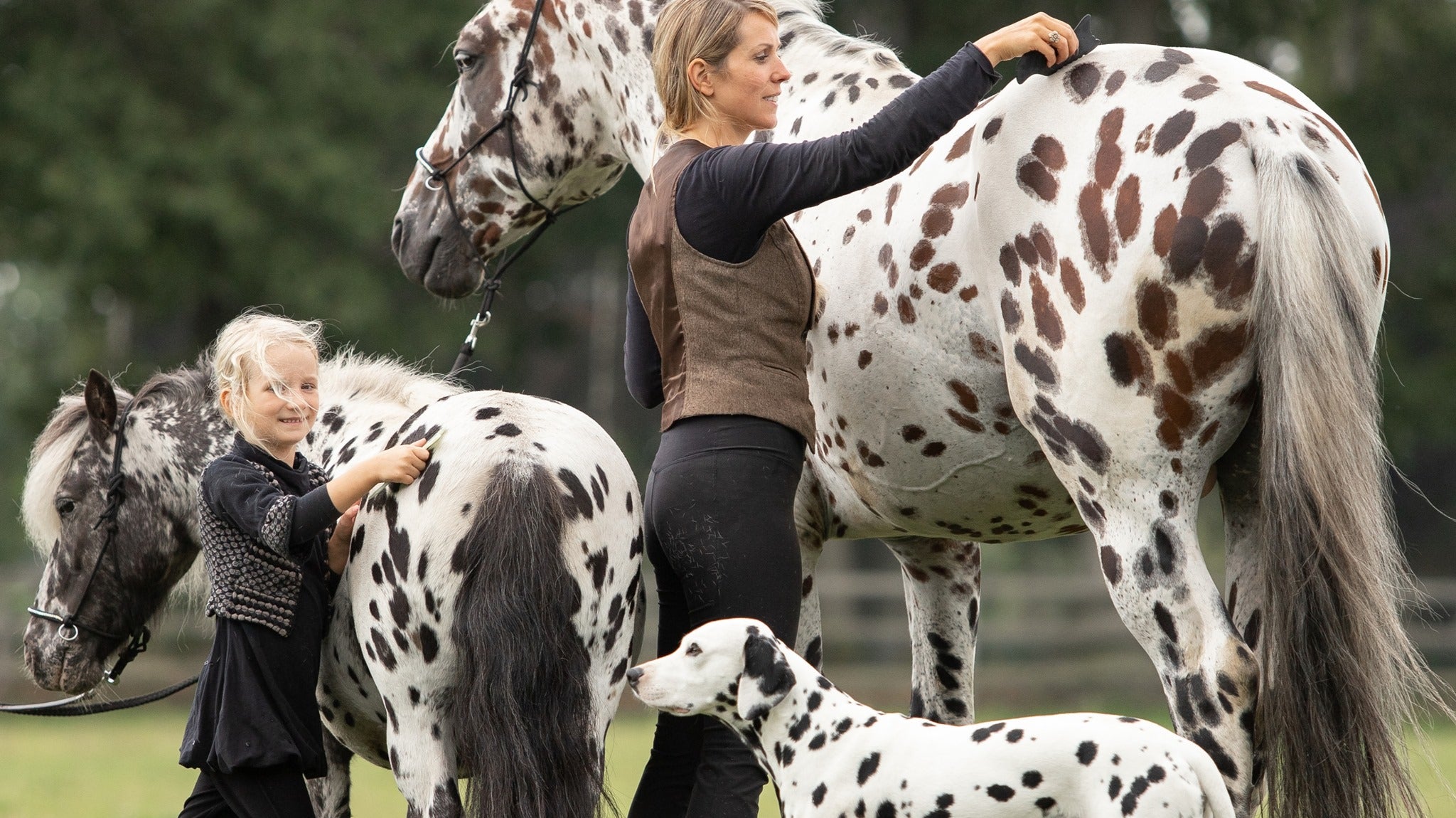 The Special Relationship Between Humans, Horses and Dogs