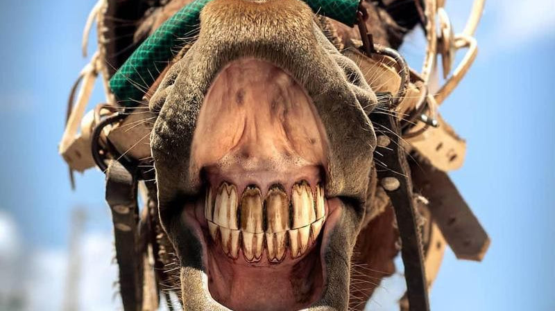 Worlds Scariest Horses