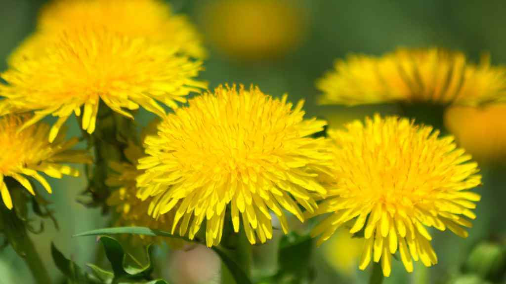 Dandelions in Equine Diet: Are They Safe for Horses?
