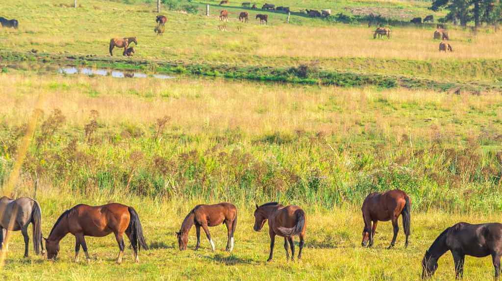 Many Different Horses In A field - Just Horse Riders