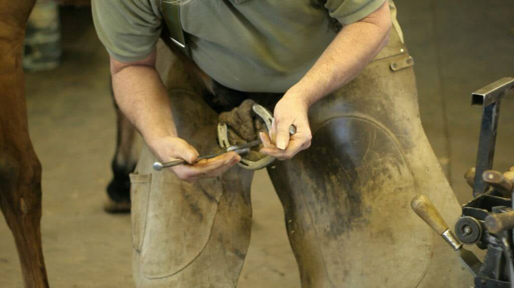 Understanding Horse Hoof Care: The Essential Guide