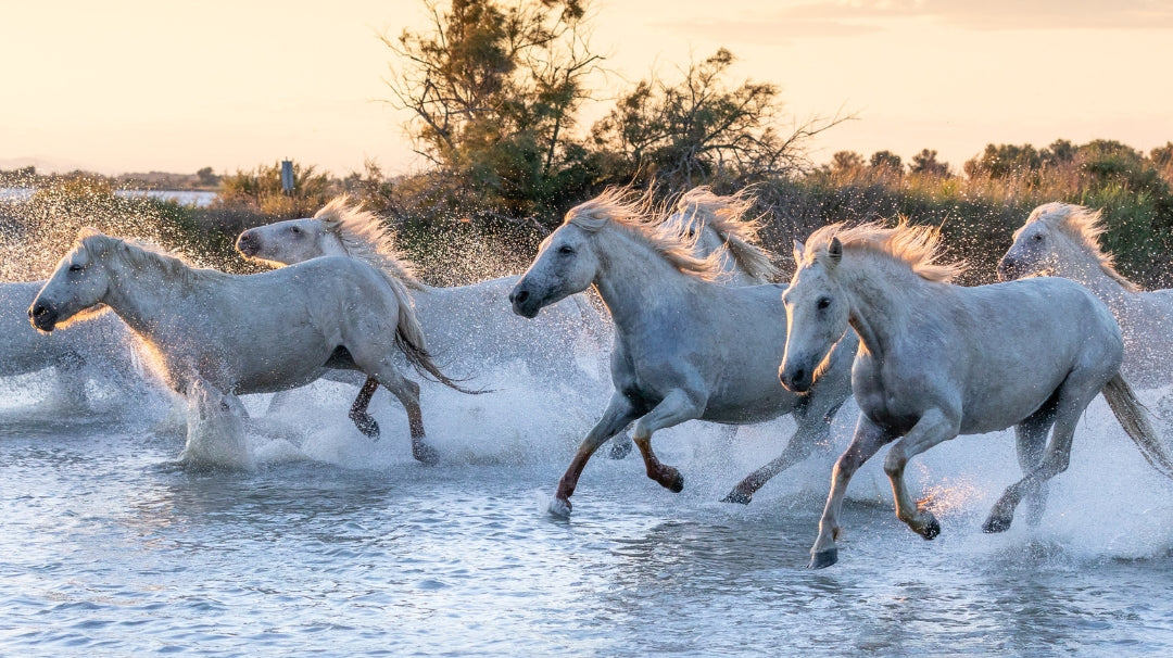 Speed Demons: Unleashing the Top 10 Lightning-Fast Horses in History