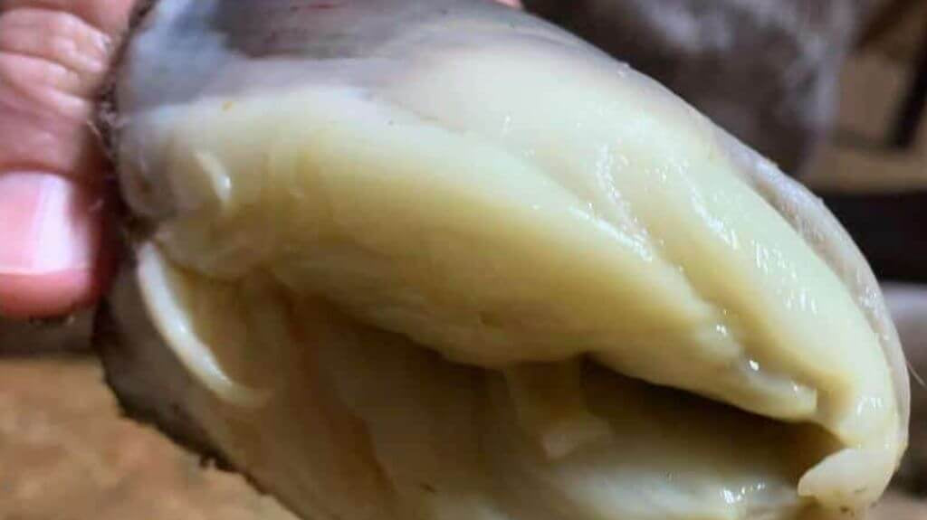 The Fascinating First Steps: A Deep Dive into Foal Hooves