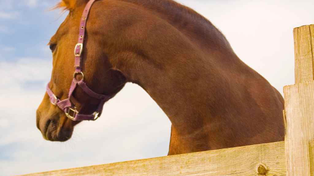 horse looking over the fence - just horse riders