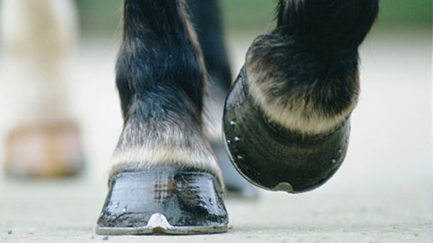 Winter weather hoof care