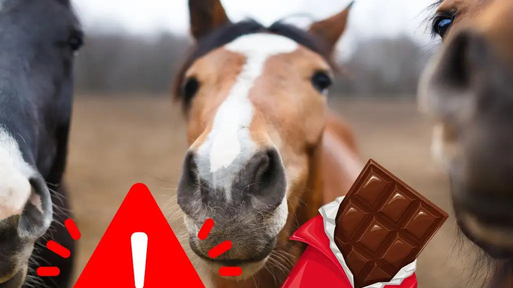 can horse eat chocolate - just horse riders