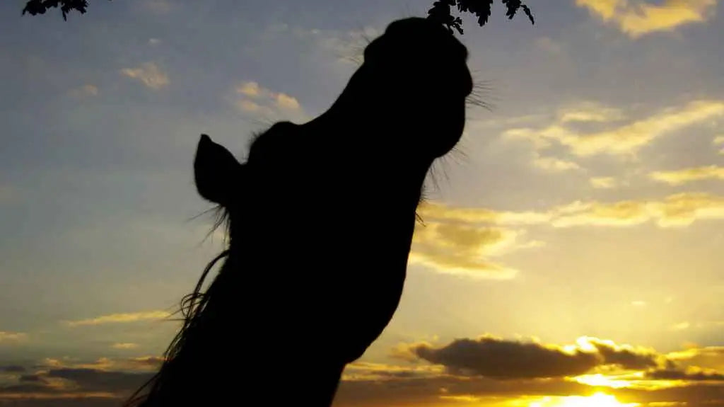 horse eating a tree - just horse riders