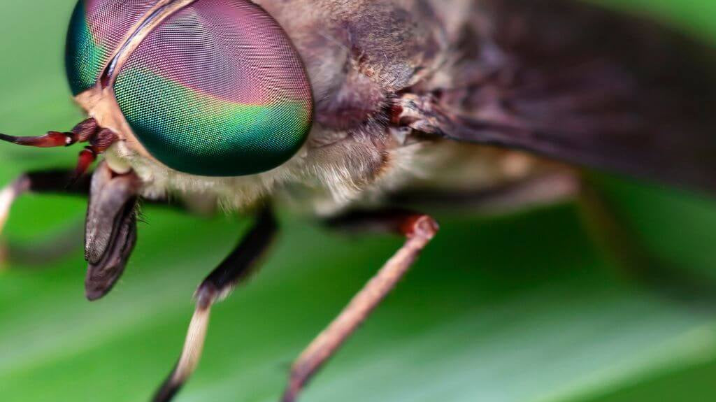 Our Top 10 Horse Fly Sprays: Gallop into a Fly-Free Future!