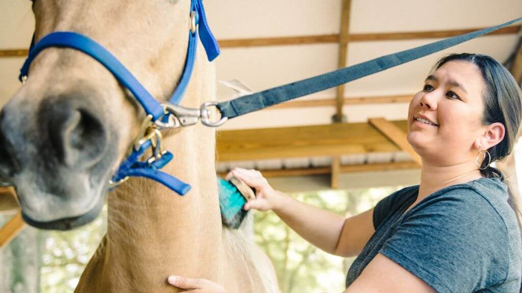 Master Horse Grooming with Tips & Top Picks: Why the Long Face?