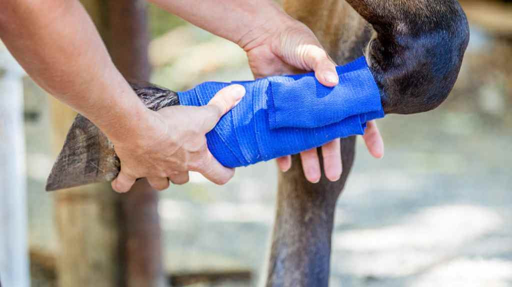 horses leg with a blue wrap round it - just horse riders