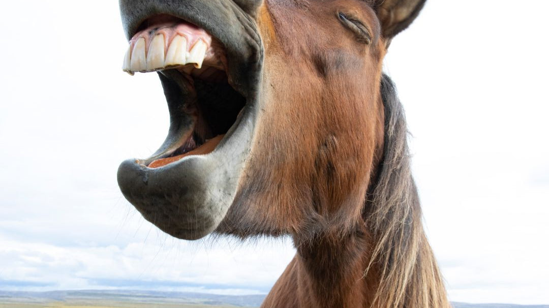 20 Neigh-slapping Horse Jokes and Puns to Brighten Your Day in the Saddle