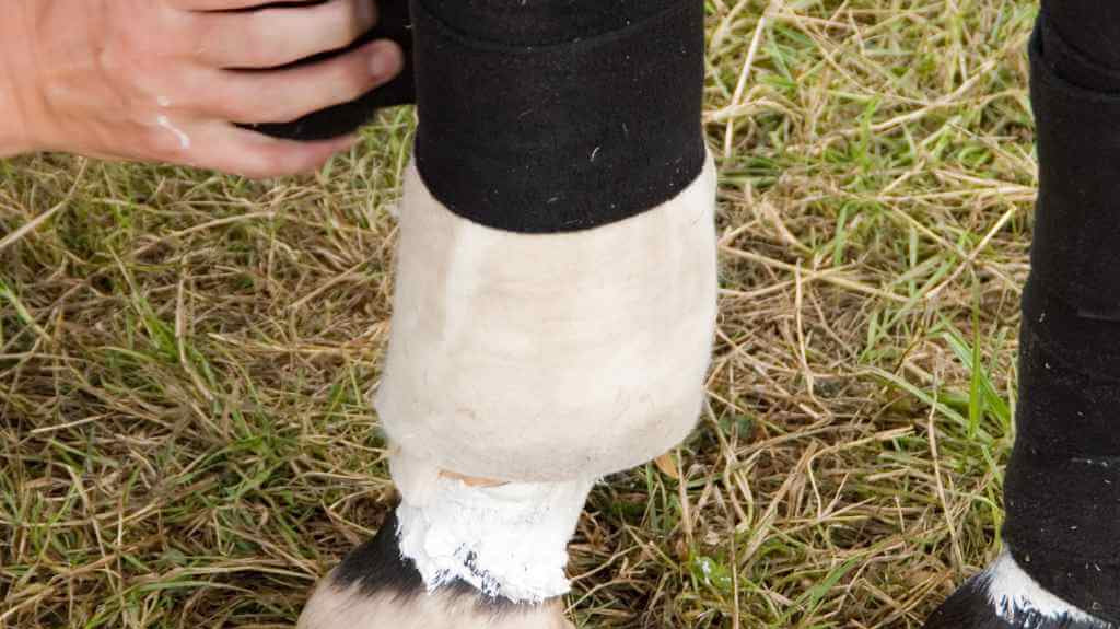 horse with black banadge round it - just horse riders