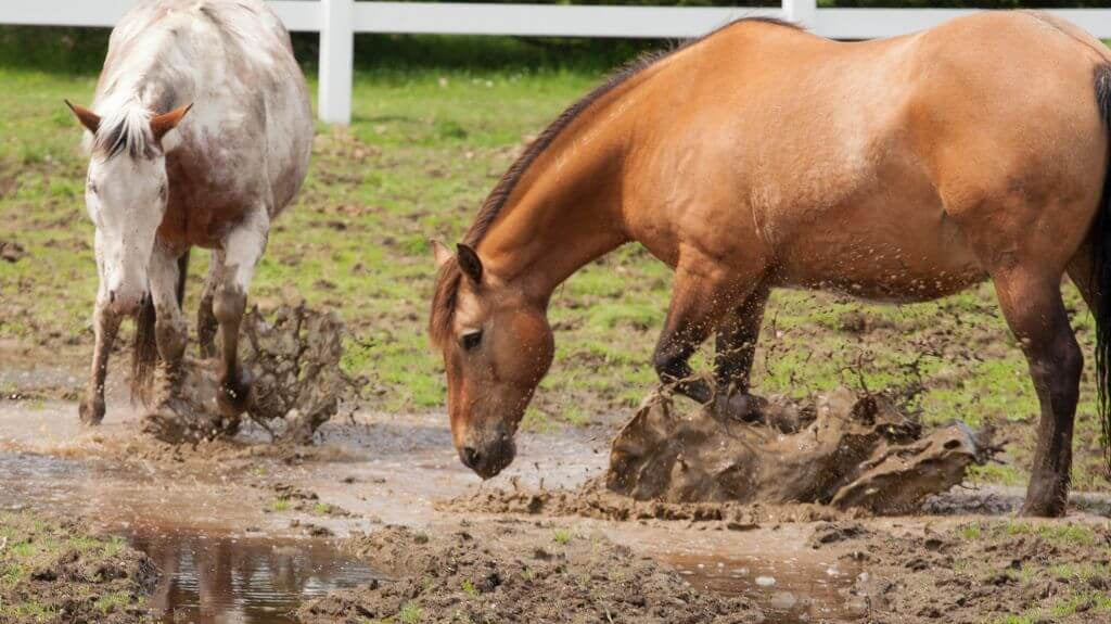 Unmasking Mud Fever: Muddy Secrets Revealed & Solutions Found!