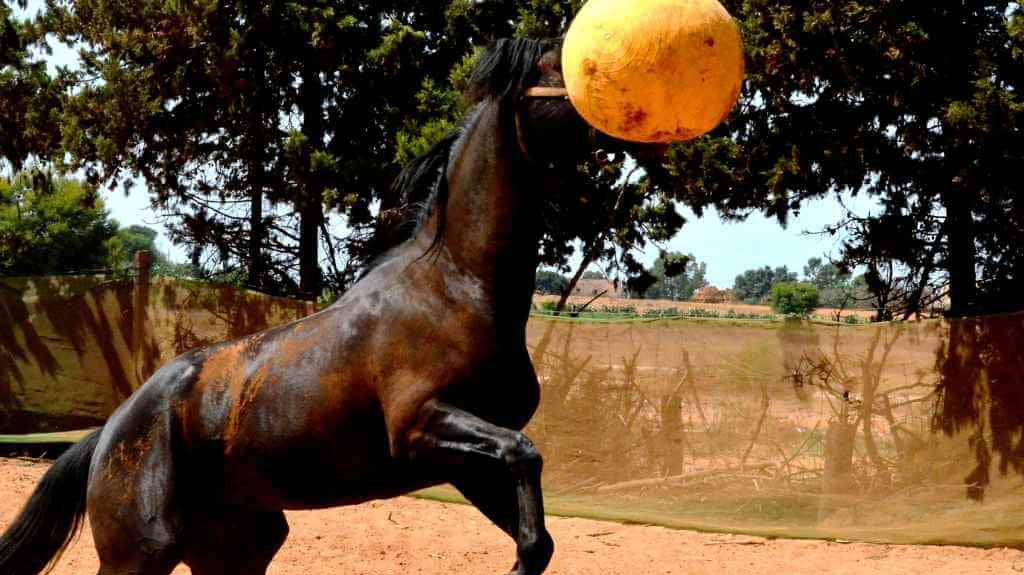 A Horse Playing with a ball - Just Horse Riders