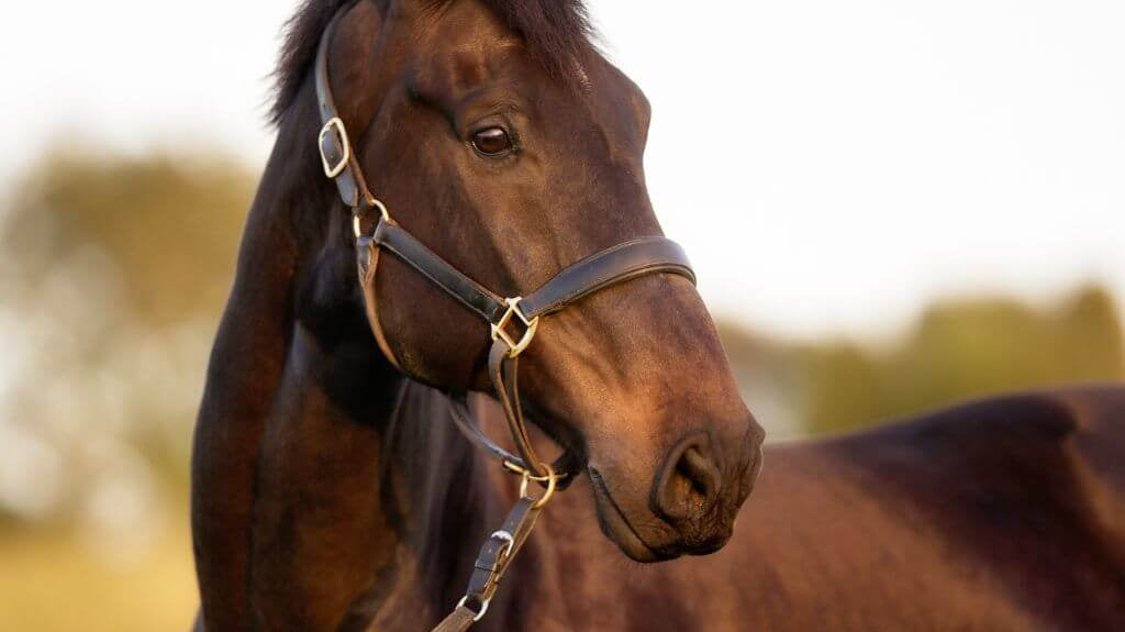 Understanding Horse Sheath Swelling: Causes, Symptoms, and Solutions