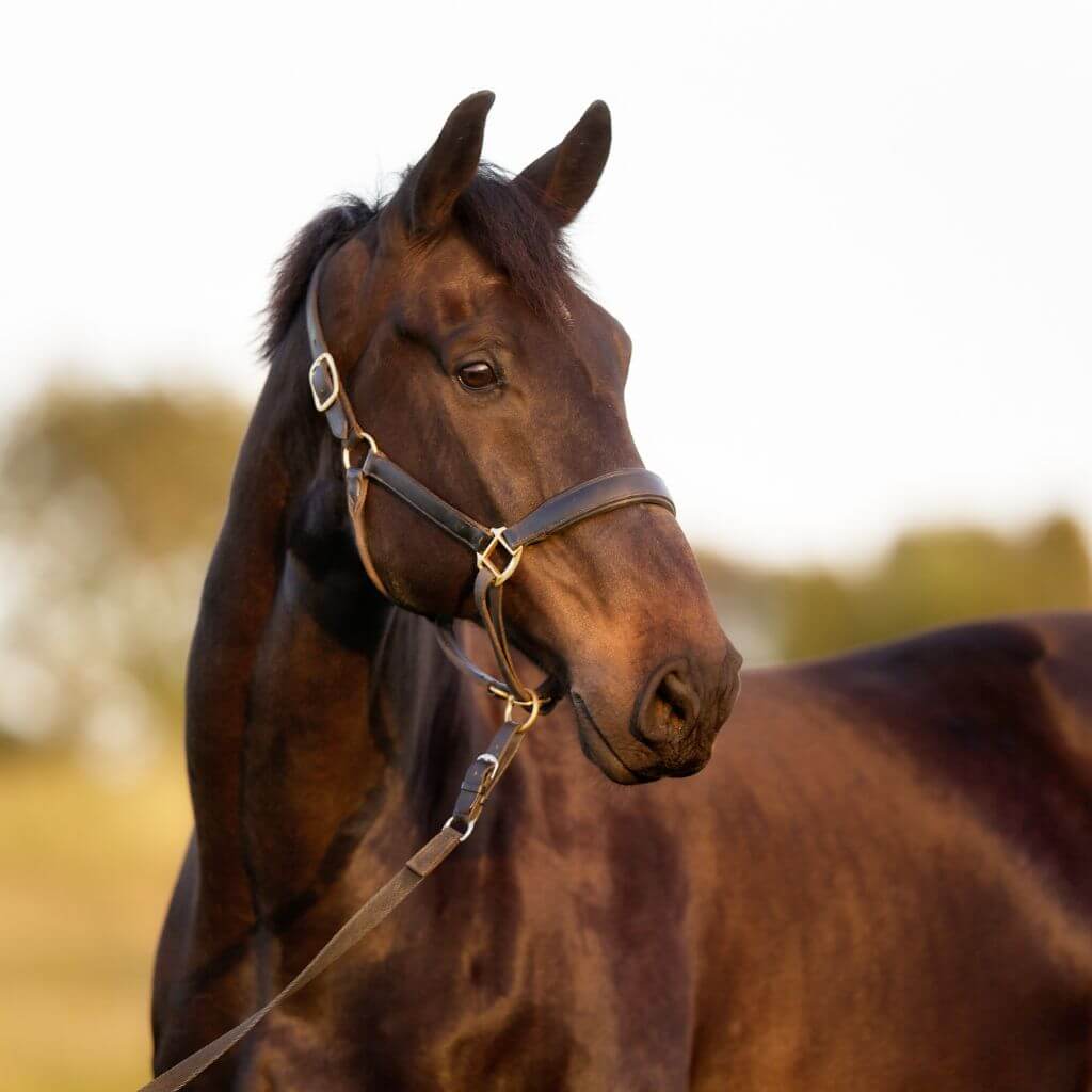 Understanding Horse Sheath Swelling Causes, Symptoms, and Solutions Just Horse Riders