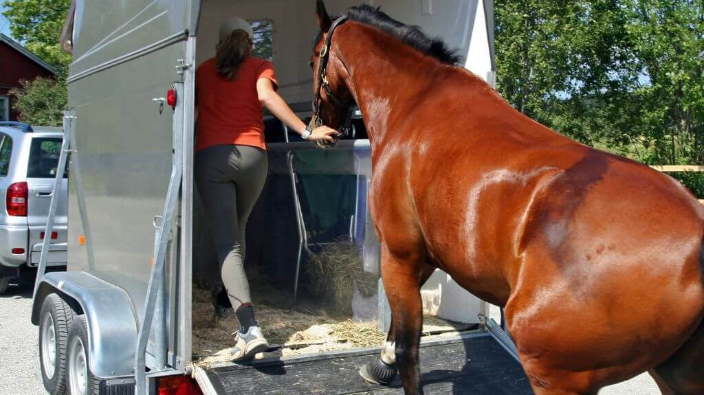 Equine Security 101: Keep Your Horse Safe from Theft
