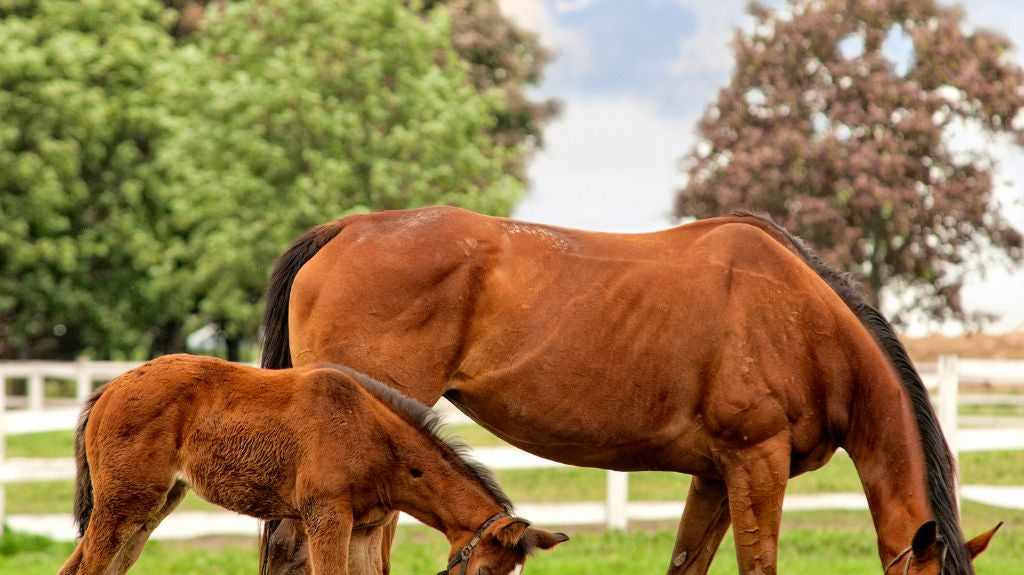 Why Isn't My Horse Getting Pregnant? An Equestrian's Guide