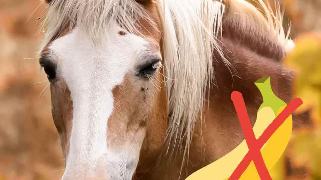 horse can not eat banana -just horse riders