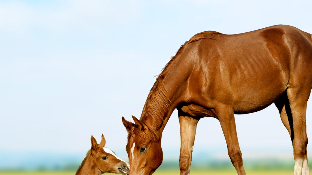 A Closer Look at the Horse Breeding Process: From Mating to Birth