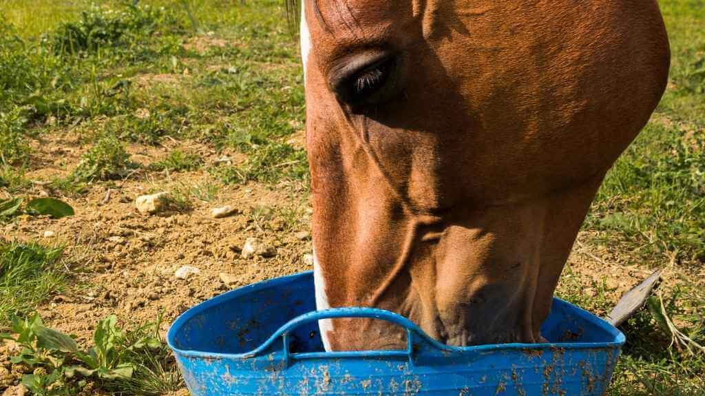 horse eating out of a blue bucket - Just Horse Riders