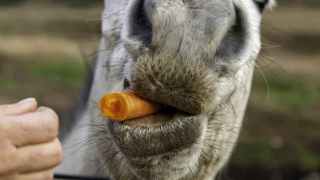 horse eating a carrot - just horse riders