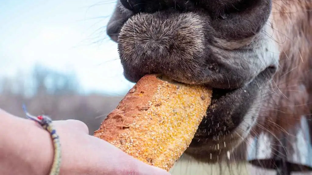 horse eating bread - just horse riders
