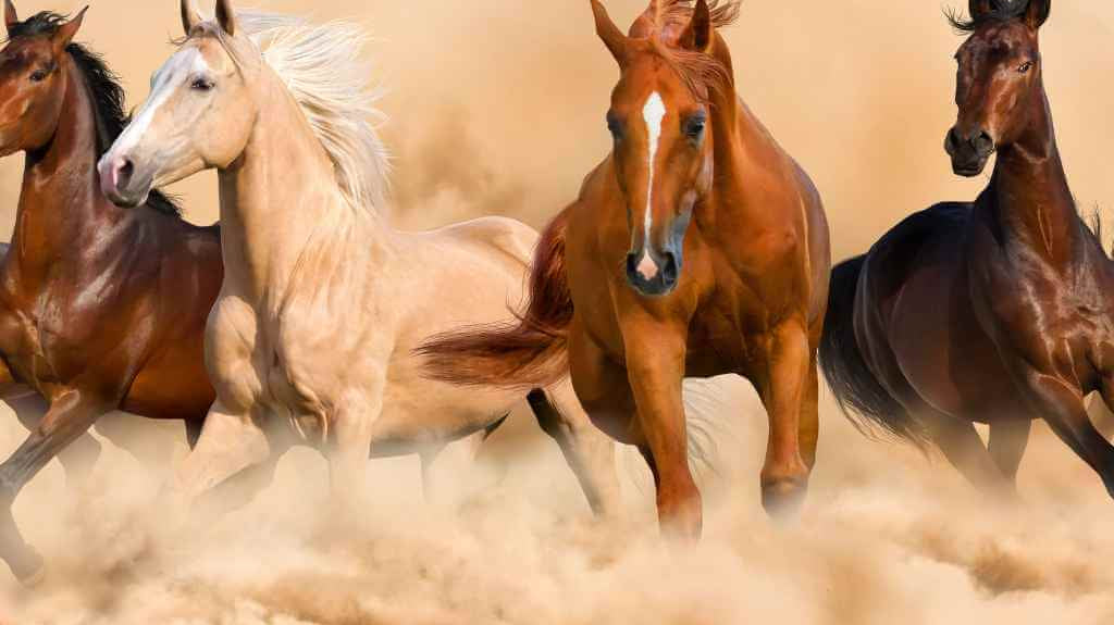 paint group of horse running in the desert - just horse riders