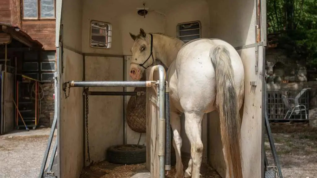 horse in a horse trailer - just horse riders