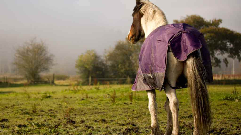 Decoding Mud Fever: Prevention, Symptoms, and Treatment for Horses