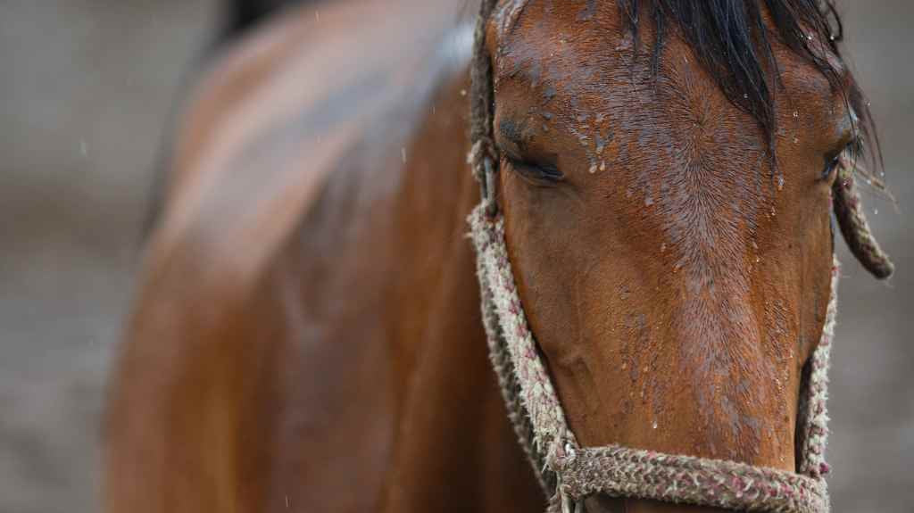 horse standing in the rain