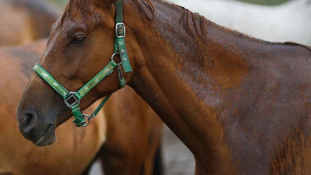 A Horse Stood in the rain in a field