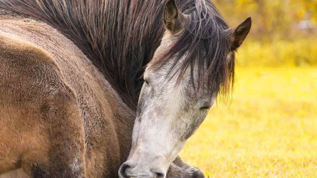 How Do Horses Sleep? Unlock Better Sleep for Your Horse
