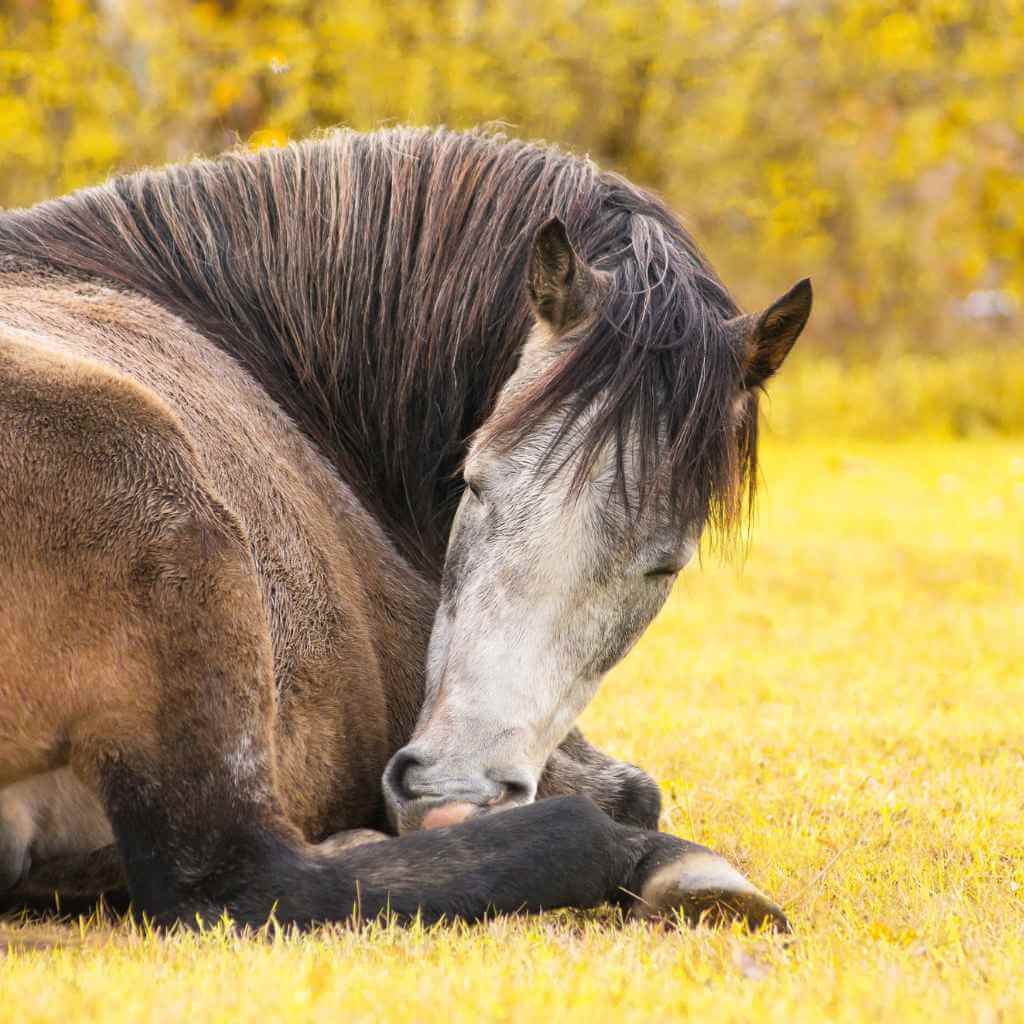 How Do Horses Sleep? Unlock Better Sleep for Your Horse Just Horse Riders