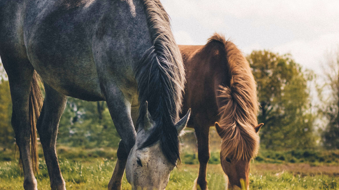 Is your horse underweight?