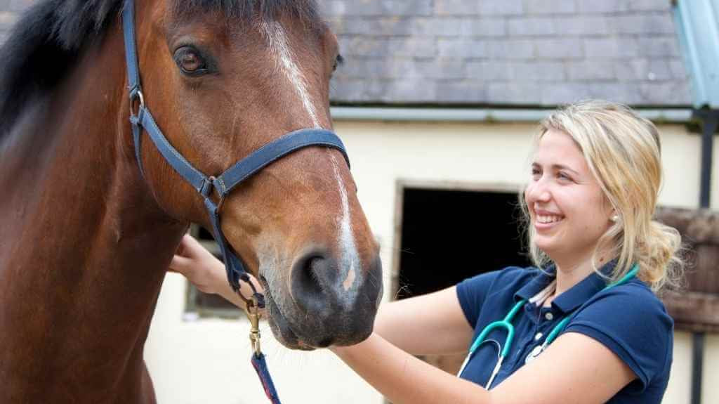 horse stood with a vet - just horse riders