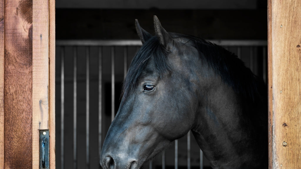 Unmasking the Hidden Enemy: Your Comprehensive Guide to Horse Worms