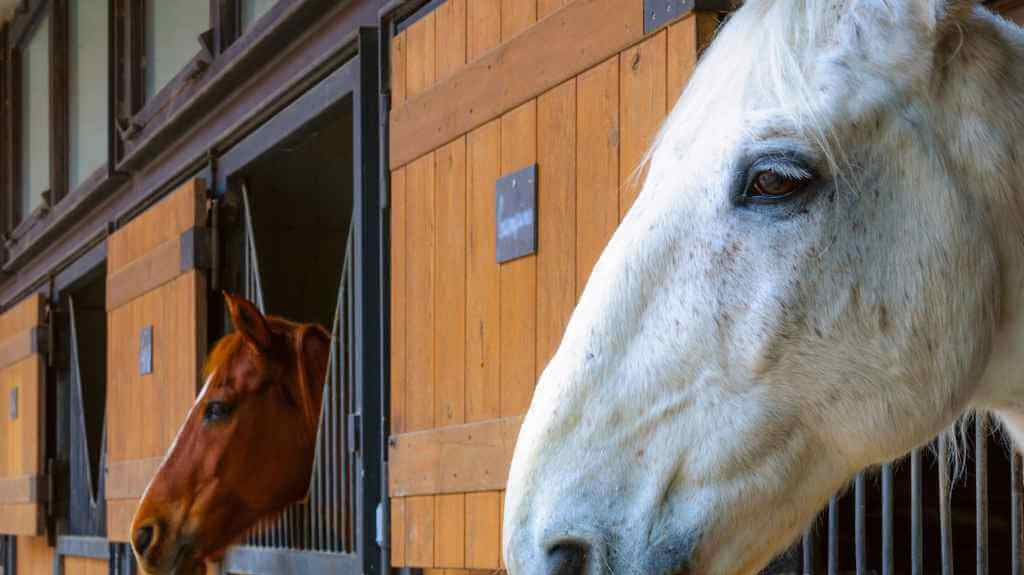 horses in a wooden stable
