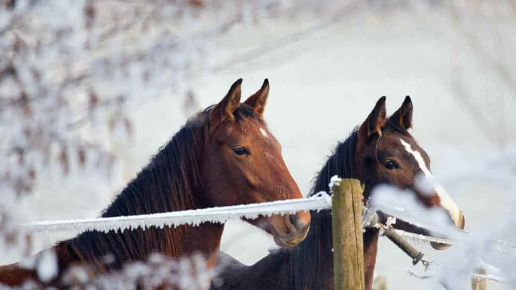 Understanding Horse Temperatures: From Cold Resilience to Heat Challenges