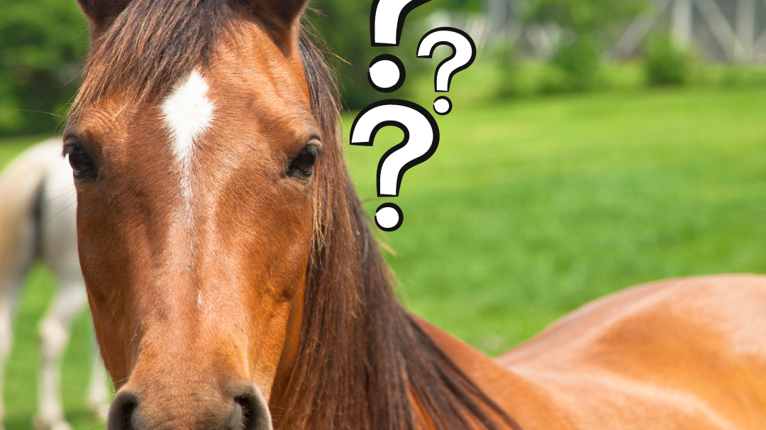 Did you know you are riding a Hyracotherium?