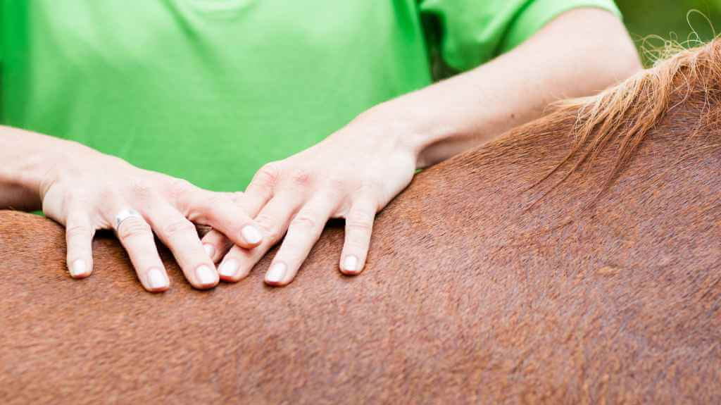 kissing spine in horse - just horse riders