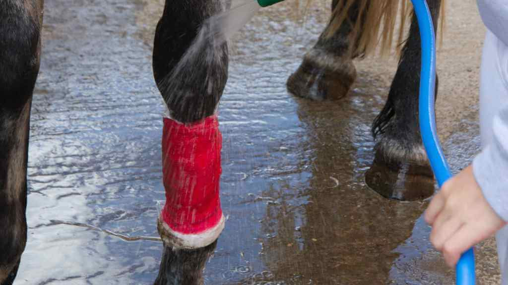 horse with red bandge round its let - Just Horse Riders