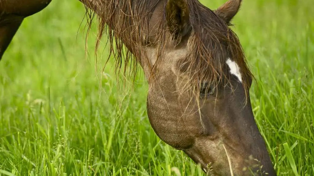 horse eating grass - just horse riders
