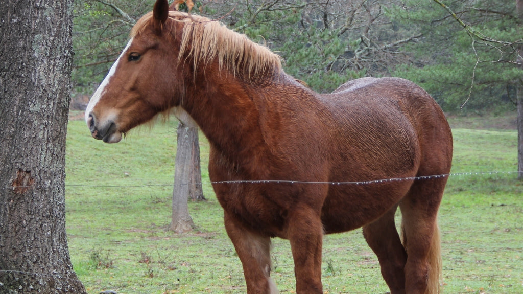 The Ins and Outs of Measuring Horses: A Guide from an Experienced Rider