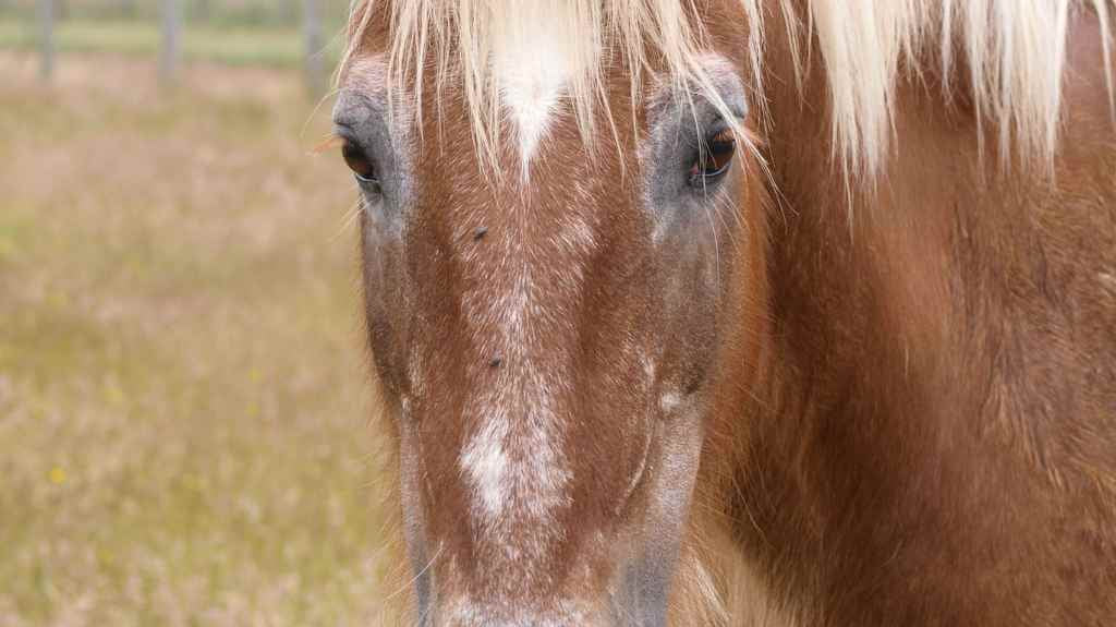 old looking horse- just horse riders