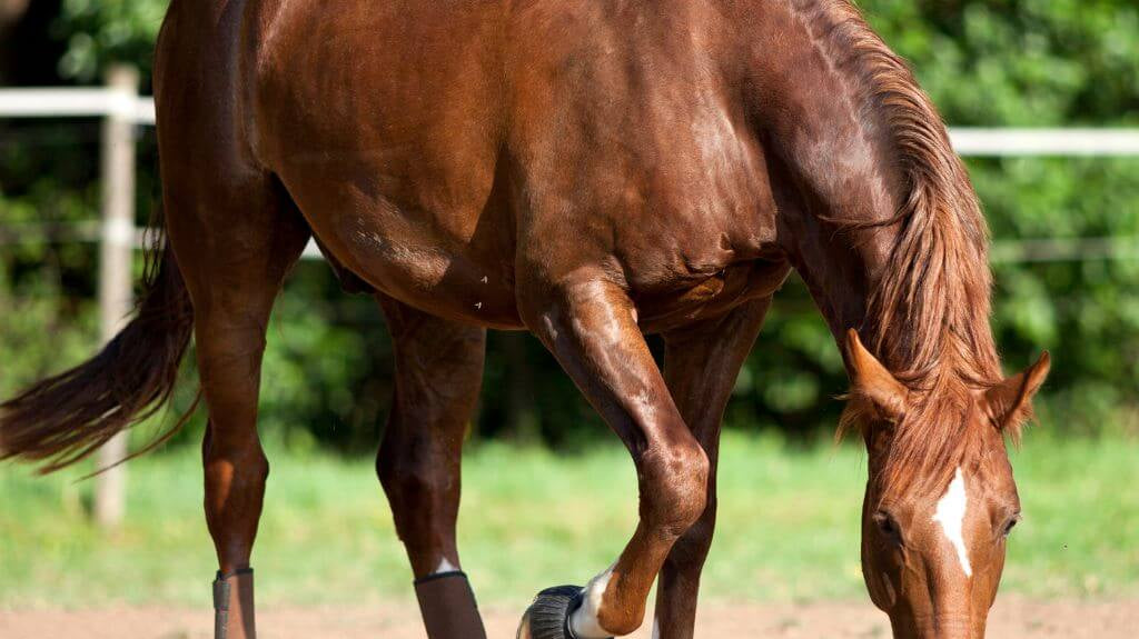 Understanding Your Horse: From Pawing to Affection - Insights and Practical Tips