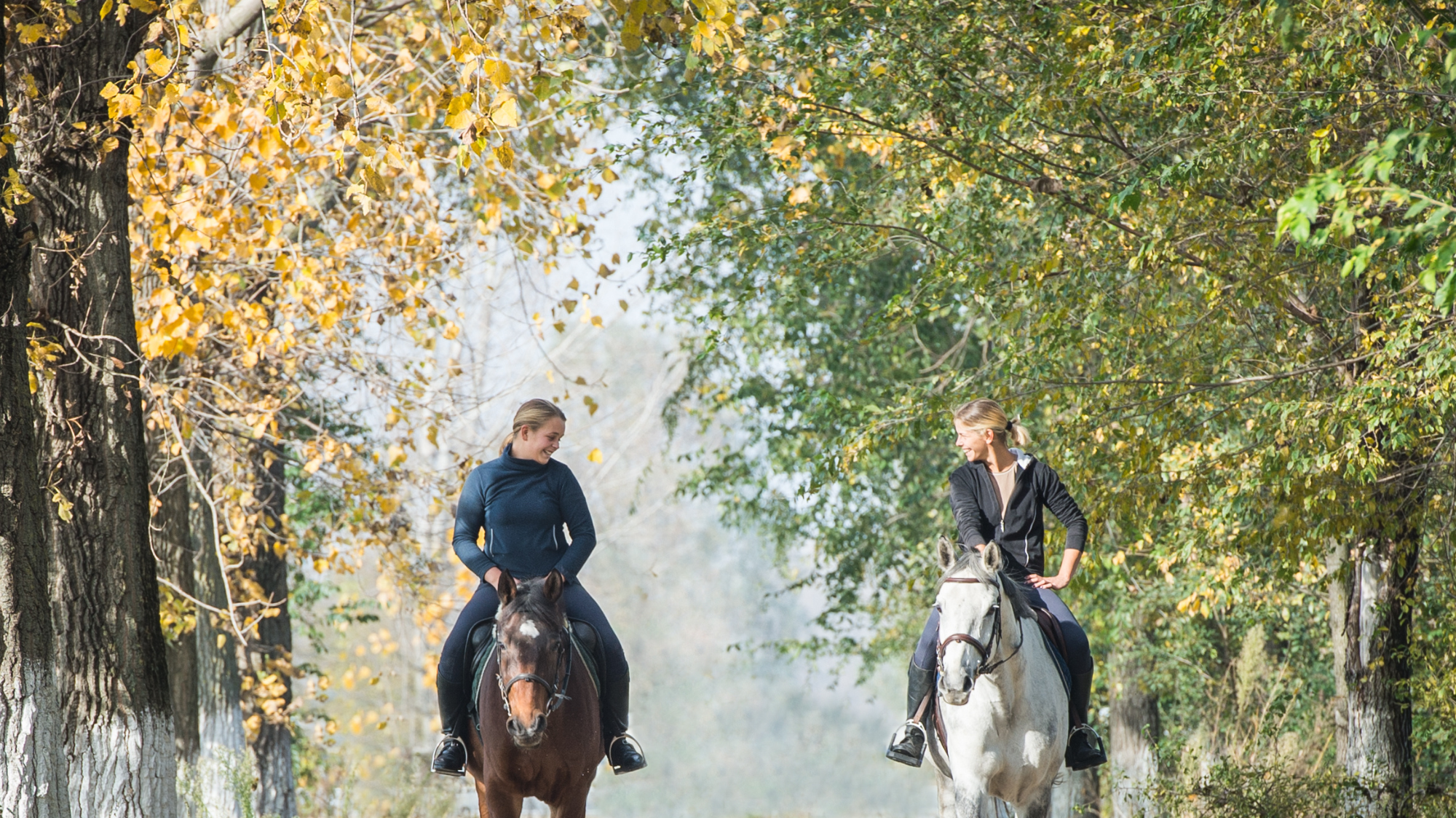 Our Poem about our love for horses #1