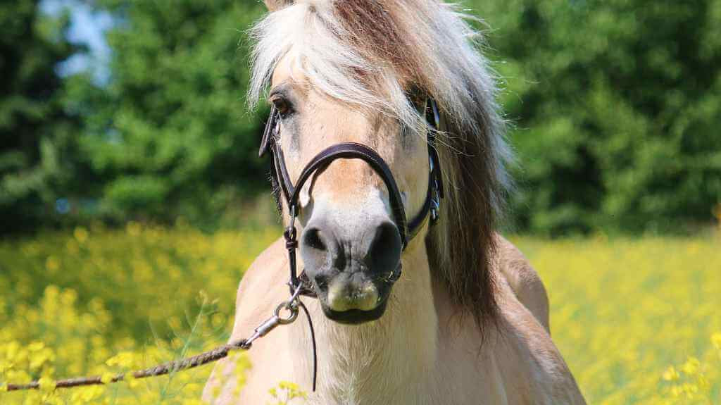 pony in a field of buttercups - just horse riders