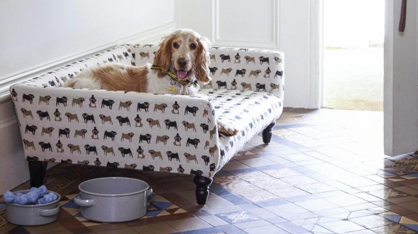 Winter Games For You & Your Dog