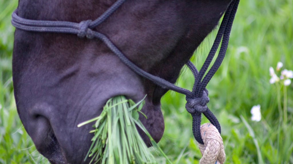 Decoding the Mystery: The Impact of Sycamore Seeds on Horses